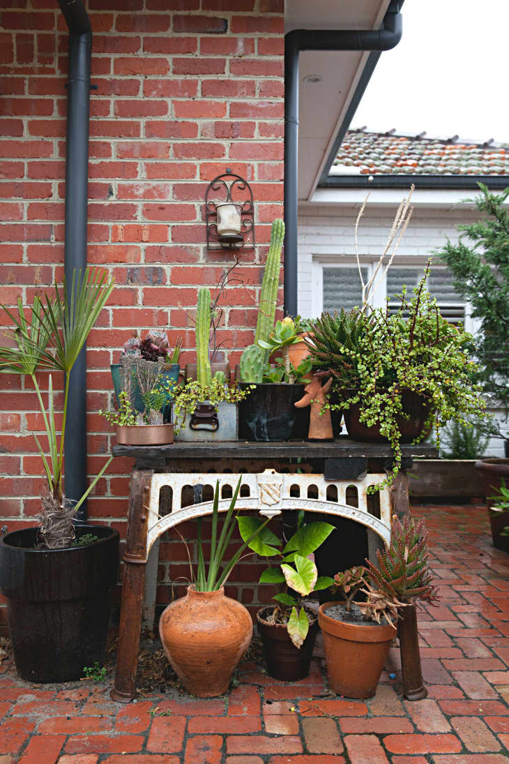 Moving Plants Indoors Our Best Tips + Advice Apartment